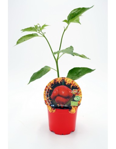PICANTE TRINIDAD SCORPION M10,5
