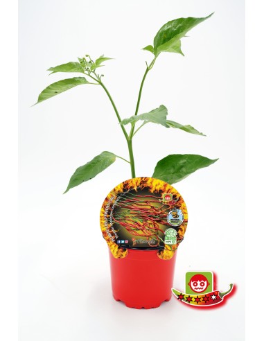 PICANTE THUNDER MOUNTAIN LONGHORN M10,5 CAPSICUM