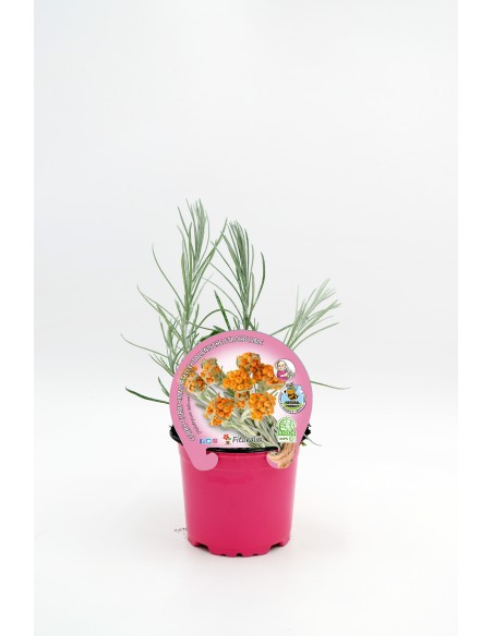 Planta Curry M10.5 | Planta Aromática con Aroma Exótico para Jardín e Interior - Endanea Garden