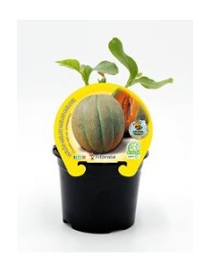 MELON CANTALUP M10.5 CUCUMIS MELO VAR CANTALUPENSIS