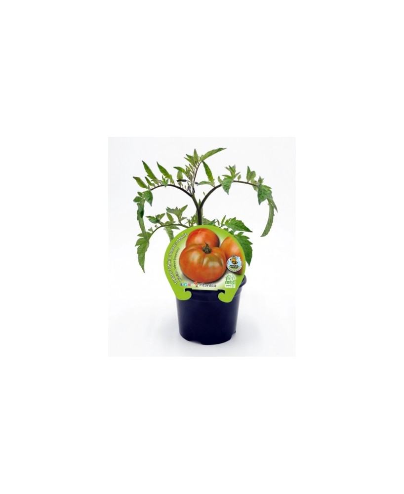 TOMATE ENSALADA HIBRIDO