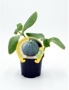 CALABACIN REDONDO  NIZA M10.5