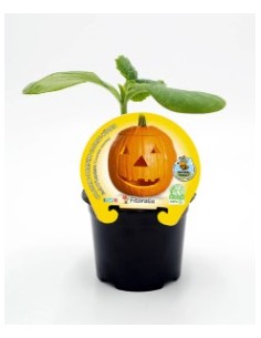 CALABAZA HALLOWEN CUCRBITA MAXIMA  M 10.5