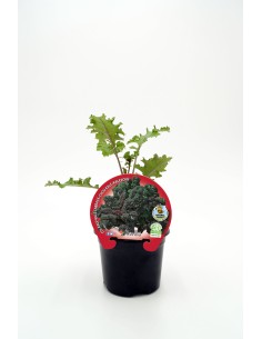 COL KALE MORADA M10.5 BRASSICA ACEPHALA
