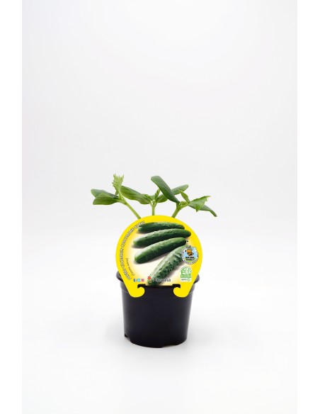 PEPINO M 10.5 CUCUMIS SATIVUS