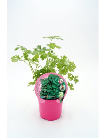 Planta de Perejil en Maceta 10.5 cm  Aromática y Fácil de Cultivar | Endanea Garden

