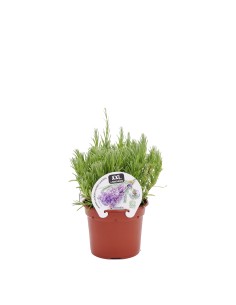 Lavanda XXL en Maceta 14 cm | Planta Aromática y Decorativa Endanea Garden

