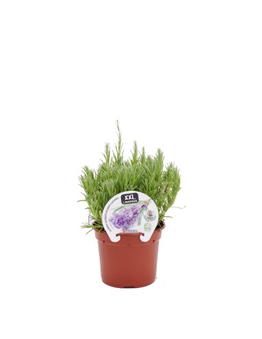 Lavanda XXL en Maceta 14 cm | Planta Aromática y Decorativa Endanea Garden

