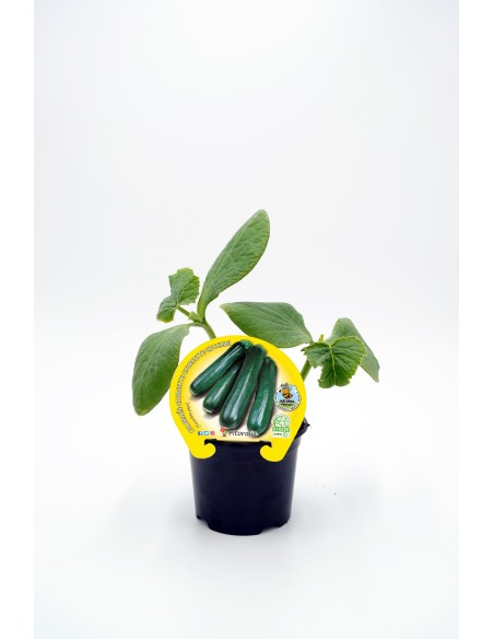 CALABACIN   ECO