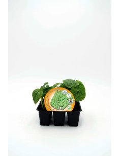 JUDIA MATA ALTA PACK 6UD PHASEOLUS VULGARIS