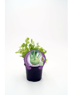 COLINABO M10.5 BRASSICA NAPUS NAPOBRASSICA