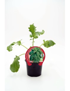 COL KALE M10.5 BRASSICA ACEPHALA