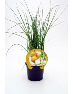 CEBOLLA BABOSA ECO