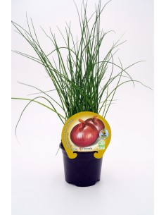 CEBOLLA FIGUERAS ECO