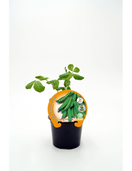 GUISANTE MATA BAJA M10.5 PISUM SATIVUM