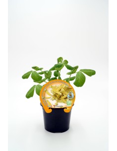 GUISANTE TIRABEQUE AMARILLO GOLDEN SWEET M10.5 PISUM SATIVUM