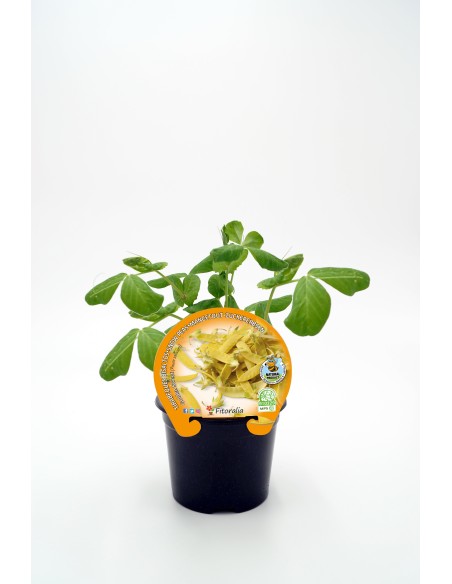 GUISANTE TIRABEQUE AMARILLO GOLDEN SWEET M10.5 PISUM SATIVUM