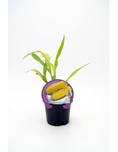 MAIZ DULCE ECO M10,5 ZEA MAYS VAR RUGOSA