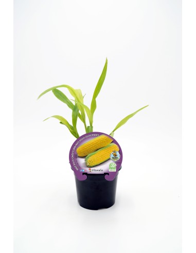 MAIZ DULCE ECO M10,5 ZEA MAYS VAR RUGOSA