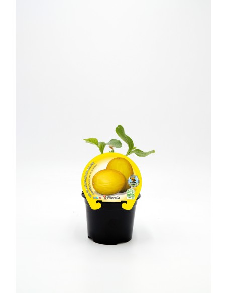 MELON AMARILLO PACK 1