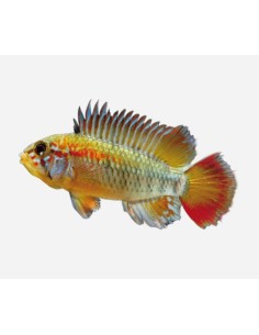 APISTOGRAMMA MACMASTERI