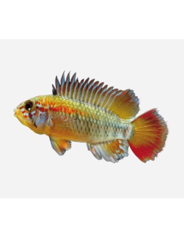 APISTOGRAMMA MACMASTERI