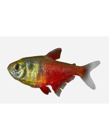 HYPHESSOBRYCON FLAMMEUS