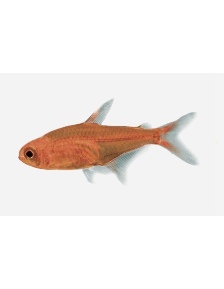 TETRA AMBAR
