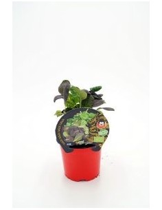 TATSOI M10.5 BRASSICA RAPA VAR NARINOSA