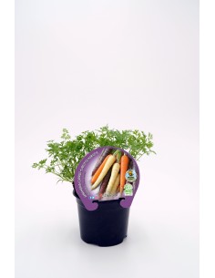 ZANAHORIA COLORES ECO M 10.5