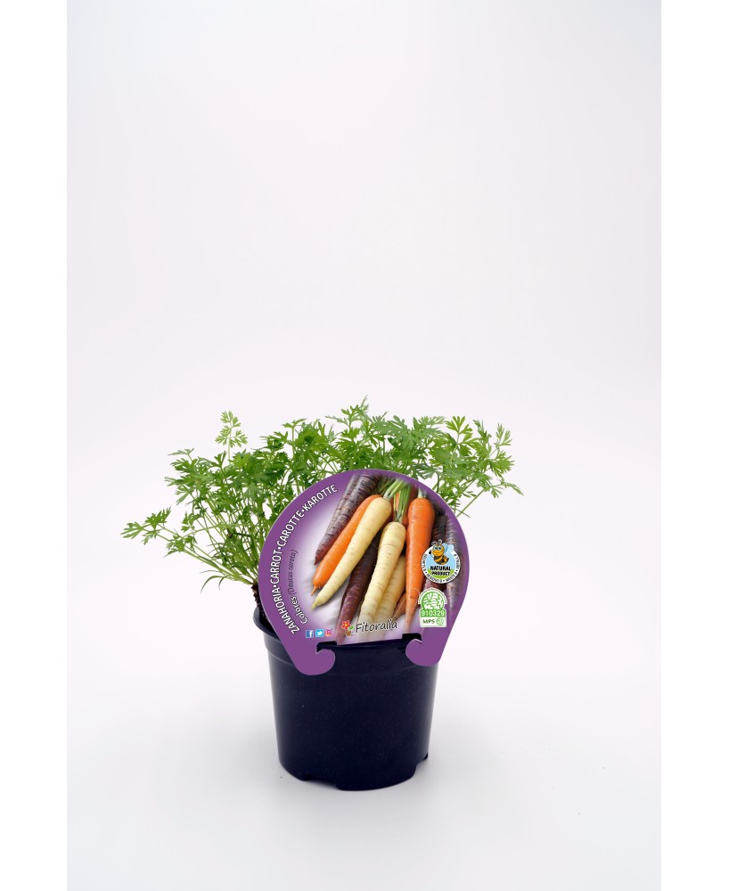 ZANAHORIA COLORES ECO M 10.5 DAUCUS CAROTA