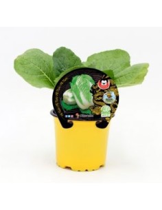 PE TSAI M10.5  BRASSICA PEKINENSIS