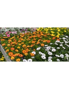 Dimorphoteca M13  Margarita Africana de Colores Vibrantes para Jardín | Endanea Garden

