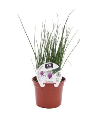 CEBOLLINO PACK 1 ECO