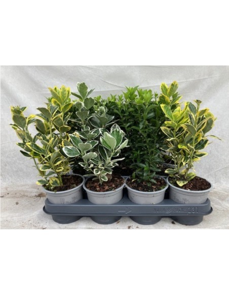 Evonimus M17 - Arbusto Resistente y Decorativo | Endanea Garden