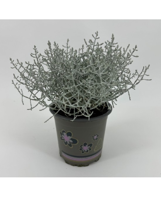 CALOCEPHALUS LEUCOPHYTA BROWNII M10.5 GRIS PLATA
