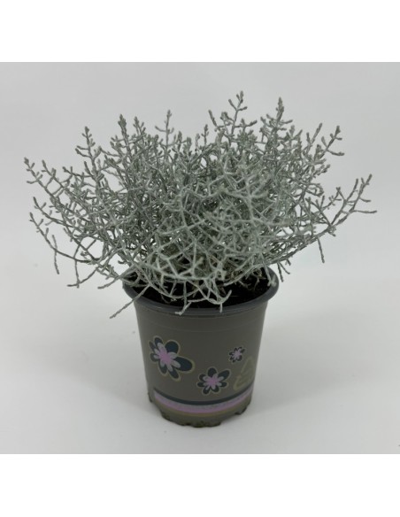 CALOCEPHALUS LEUCOPHYTA BROWNII M10.5 GRIS PLATA