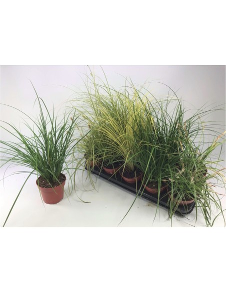 Carex Planta Ornamental - Versátil y de Bajo Mantenimiento | Endanea Garden