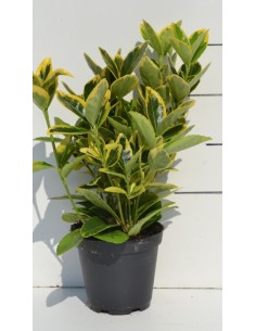 Evonymus Aurea M13  Arbusto Perenne de Follaje Dorado | Endanea Garden