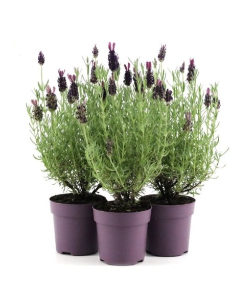 Lavanda M17 KM0  Flores Violetas y Aroma Relajante | Endanea Garden
