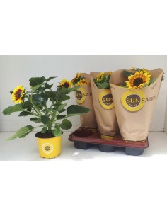 Helianthus (Girasol)  Grandes Flores Amarillas para Jardines Soleados | Endanea Garden