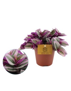 Tradescantia planta de interior fácil cuidado follaje vibrante en Endanea Garden