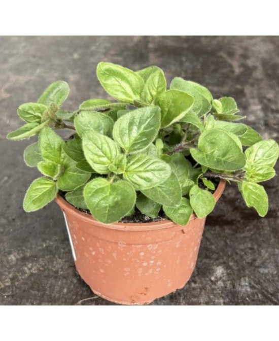 Orégano M13 KM0: Planta Aromática y Medicinal Fácil de Cultivar | Endanea Garden

