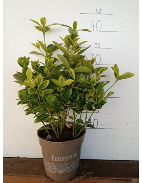 Evonymus M19 | Planta Decorativa Resistente para Interiores y Exteriores
