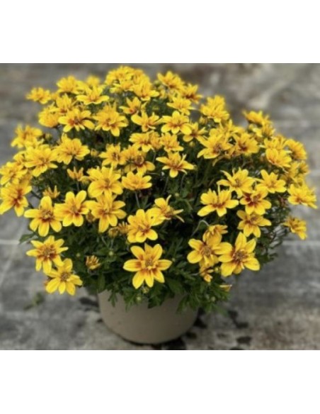 Bidens M17 | Planta con Flores Amarillas, Fácil Cuidado y Floración Prolongada