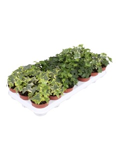 Hedera Mix | Hiedra Trepadora Decorativa para Interior y Exterior - Endanea Garden

