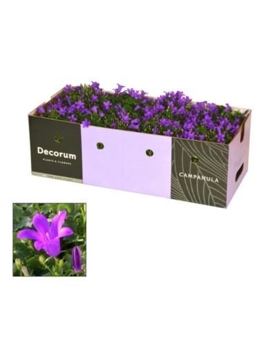 Campanula M10.5 - Planta Perenne con Flores Azules y Lilas para Jardín e Interior

