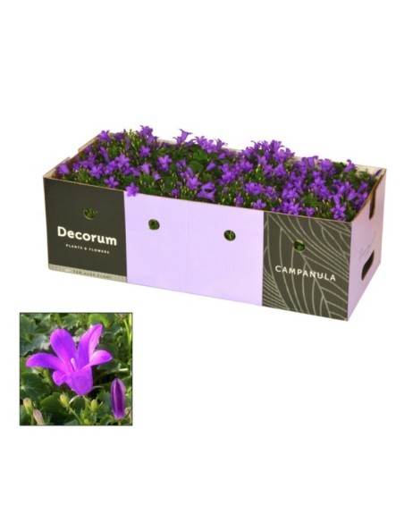 Campanula M10.5 - Planta Perenne con Flores Azules y Lilas para Jardín e Interior

