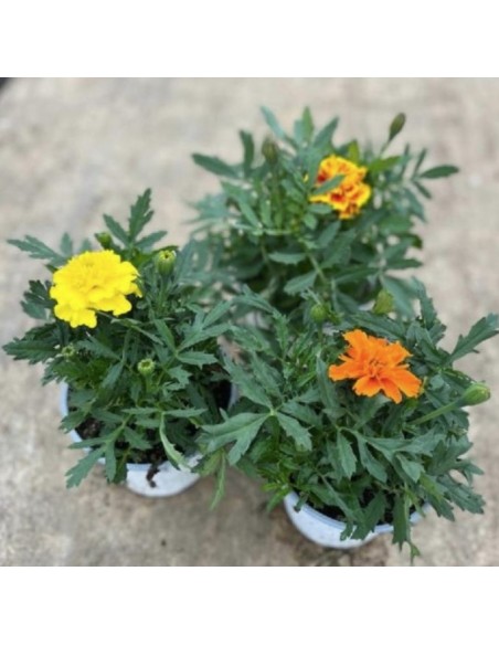 Tagete  Planta Ornamental con Flores Vibrantes y Repelente Natural | Endanea Garden