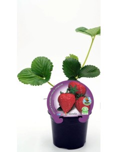 Fresa M17 | Planta Productiva y Resistente con Frutas Dulces | Endanea Garden